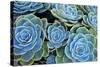 Succulents-Bennett Barthelemy-Stretched Canvas