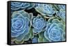 Succulents-Bennett Barthelemy-Framed Stretched Canvas