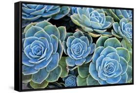 Succulents-Bennett Barthelemy-Framed Stretched Canvas