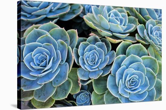 Succulents-Bennett Barthelemy-Stretched Canvas