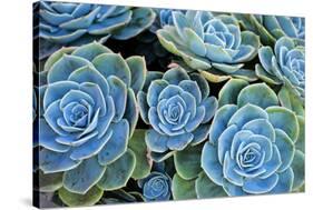 Succulents-Bennett Barthelemy-Stretched Canvas