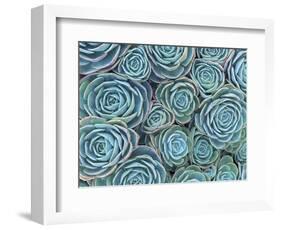 Succulents-Darrell Gulin-Framed Photographic Print