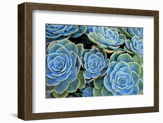 Succulents-Bennett Barthelemy-Framed Photographic Print