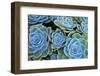 Succulents-Bennett Barthelemy-Framed Photographic Print