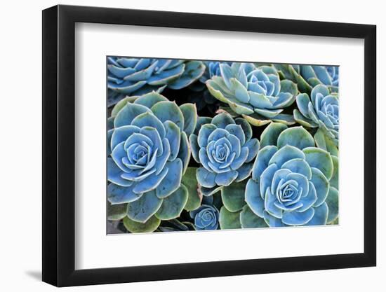 Succulents-Bennett Barthelemy-Framed Photographic Print