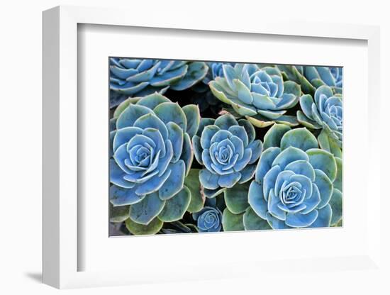 Succulents-Bennett Barthelemy-Framed Photographic Print