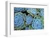 Succulents-Bennett Barthelemy-Framed Photographic Print