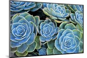 Succulents-Bennett Barthelemy-Mounted Photographic Print