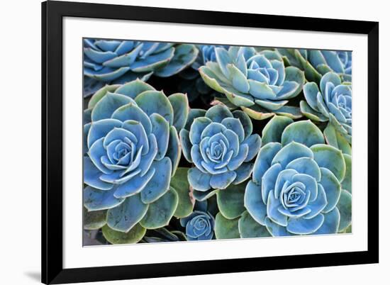 Succulents-Bennett Barthelemy-Framed Photographic Print