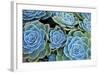 Succulents-Bennett Barthelemy-Framed Photographic Print