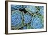 Succulents-Bennett Barthelemy-Framed Photographic Print