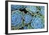 Succulents-Bennett Barthelemy-Framed Photographic Print