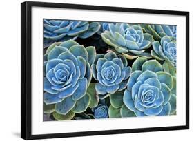 Succulents-Bennett Barthelemy-Framed Photographic Print