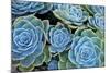 Succulents-Bennett Barthelemy-Mounted Photographic Print