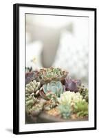 Succulents-Karyn Millet-Framed Photographic Print