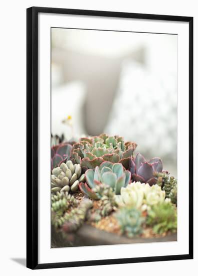 Succulents-Karyn Millet-Framed Photographic Print