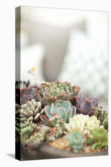 Succulents-Karyn Millet-Stretched Canvas