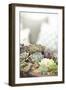 Succulents-Karyn Millet-Framed Premium Photographic Print