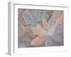 Succulents-Kimberly Allen-Framed Photographic Print