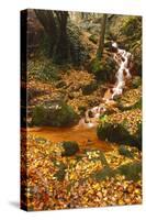 Sucha Kamenice Creek in Forest, Ceske Svycarsko - Bohemian Switzerland Np, Czech Republic-Ruiz-Stretched Canvas