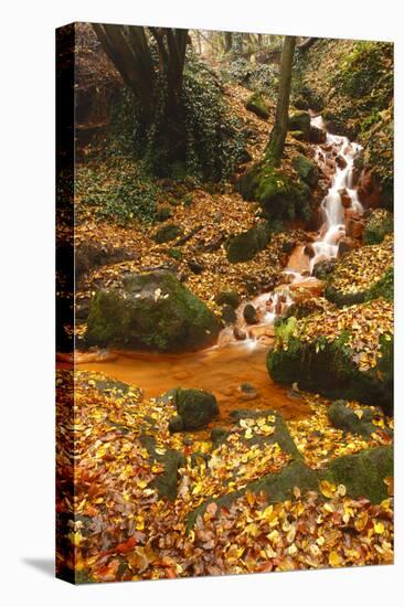 Sucha Kamenice Creek in Forest, Ceske Svycarsko - Bohemian Switzerland Np, Czech Republic-Ruiz-Stretched Canvas