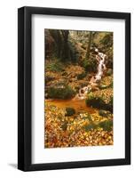 Sucha Kamenice Creek in Forest, Ceske Svycarsko - Bohemian Switzerland Np, Czech Republic-Ruiz-Framed Photographic Print