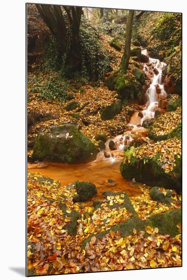 Sucha Kamenice Creek in Forest, Ceske Svycarsko - Bohemian Switzerland Np, Czech Republic-Ruiz-Mounted Photographic Print