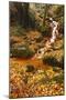 Sucha Kamenice Creek in Forest, Ceske Svycarsko - Bohemian Switzerland Np, Czech Republic-Ruiz-Mounted Photographic Print