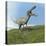 Suchomimus Dinosaur Roaring-null-Stretched Canvas