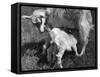 Suckling Goat-null-Framed Stretched Canvas