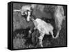 Suckling Goat-null-Framed Stretched Canvas