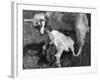 Suckling Goat-null-Framed Photographic Print