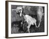 Suckling Goat-null-Framed Photographic Print