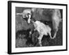 Suckling Goat-null-Framed Photographic Print