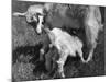 Suckling Goat-null-Mounted Photographic Print