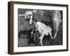 Suckling Goat-null-Framed Photographic Print