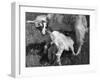 Suckling Goat-null-Framed Photographic Print