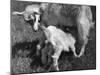 Suckling Goat-null-Mounted Photographic Print