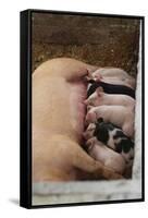 Suckling Pig Family Photo Art Poster Print-null-Framed Stretched Canvas