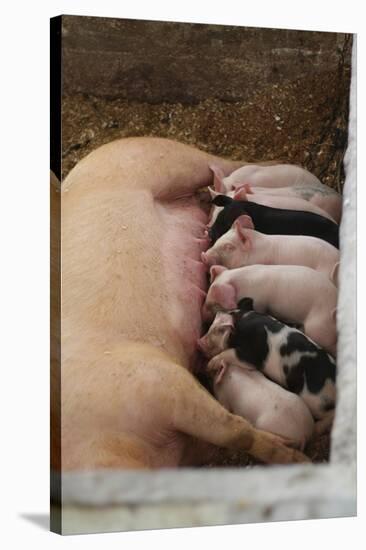 Suckling Pig Family Photo Art Poster Print-null-Stretched Canvas