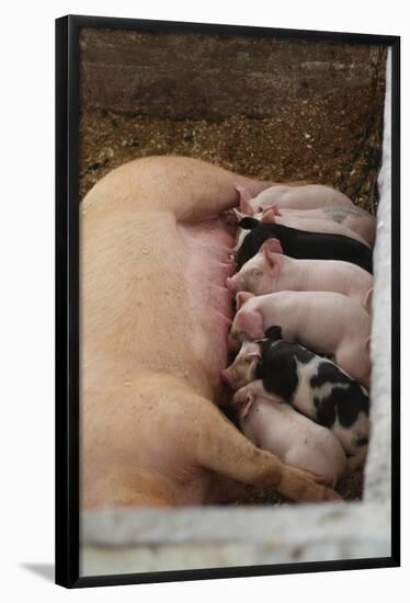 Suckling Pig Family Photo Art Poster Print-null-Framed Poster