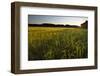 Sudan Grass Is Used as a Cover Crop, Northampton, Massachusetts-Jerry & Marcy Monkman-Framed Photographic Print