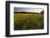 Sudan Grass Is Used as a Cover Crop, Northampton, Massachusetts-Jerry & Marcy Monkman-Framed Photographic Print