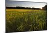 Sudan Grass Is Used as a Cover Crop, Northampton, Massachusetts-Jerry & Marcy Monkman-Mounted Photographic Print