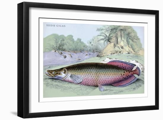 Sudis Gigas-Robert Hermann Schomburgk-Framed Art Print