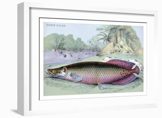 Sudis Gigas-Robert Hermann Schomburgk-Framed Art Print