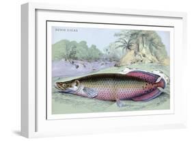 Sudis Gigas-Robert Hermann Schomburgk-Framed Art Print