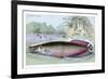 Sudis Gigas-Robert Hermann Schomburgk-Framed Art Print