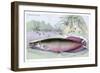 Sudis Gigas-Robert Hermann Schomburgk-Framed Premium Giclee Print