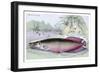 Sudis Gigas-Robert Hermann Schomburgk-Framed Premium Giclee Print